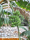 Privater Garten