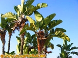 Garten mit Palmen